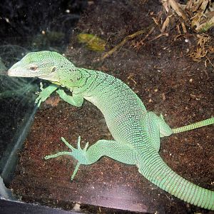 Herpetarium-Green Tree Monitor
