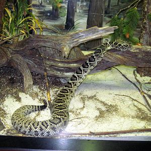 Herpetarium-Diamondback Rattlesnake