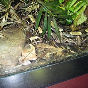 Herpetarium-Bushmaster