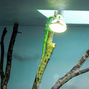 Herpetarium-Fiji Banded Iguana