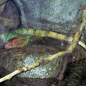 Herpetarium-Caiman Lizard