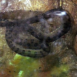 Herpetarium-Green Anaconda