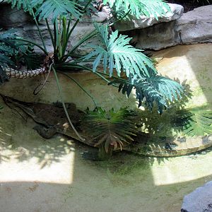 Herpetarium-False Gavial