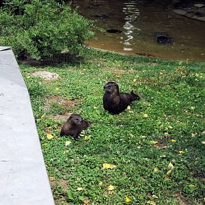 Chain of Lakes-North American River Otters