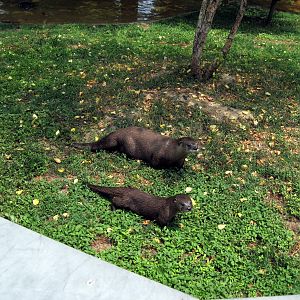 Chain of Lakes-North American River Otters