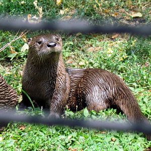 Chain of Lakes-North American River Otter
