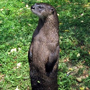 Chain of Lakes-North American River Otter