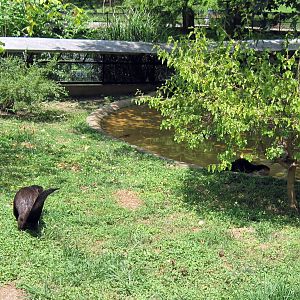 Chain of Lakes-North American River Otter
