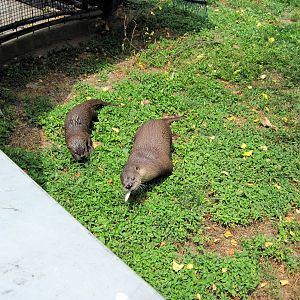 Chain of Lakes-North American River Otters