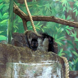 Primate House-Black Lemur