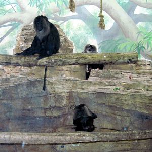 Primate House-Lion-tailed Macaque