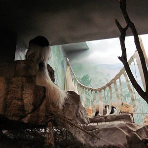 Primate House-Black and White Colobus