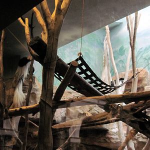 Primate House-Black and White Colobus Exhibit