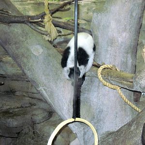 Primate House-Black and White Ruffed Lemur