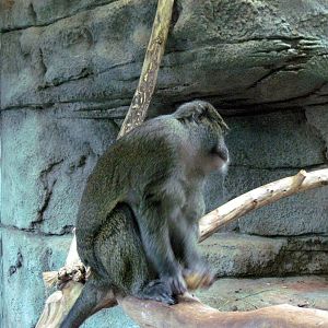 Primate House-Allen's Swamp Monkey