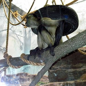 Primate House-Black-handed Spider Monkey