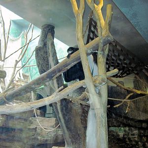Primate House-Black and White Colobus Exhibit