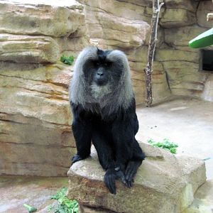 Primate House-Lion-tailed Macaque