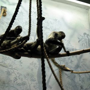 Primate House-Black-handed Spider Monkeys