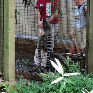 Primate House-Ringed-Tailed Lemurs