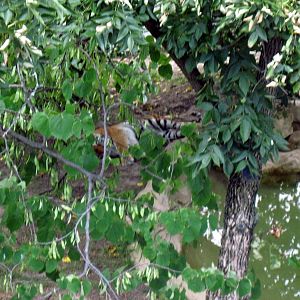 Big Cat Country-Tiger