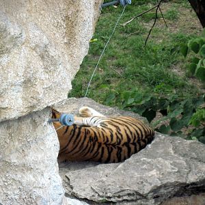 Big Cat Country-Tiger