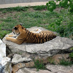 Big Cat Country-Tiger