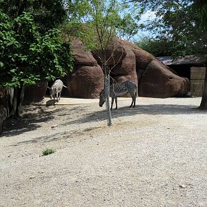 Red Rocks-Grevy's Zebras