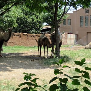 Red Rocks-Bactrian Camels