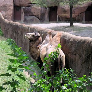 Red Rocks-Bactrian Camel