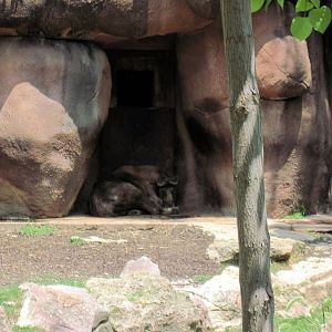 Red Rocks-Sichuan Takin