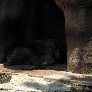 Red Rocks-Sichuan Takin