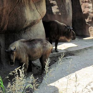 Red Rocks-Sichuan Takins