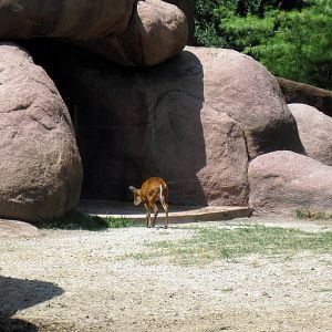 Red Rocks-Indian Muntjac