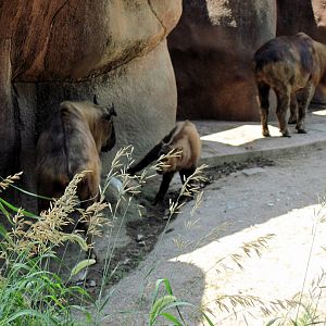 Red Rocks-Sichuan Takins