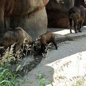 Red Rocks-Sichuan Takins