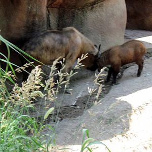 Red Rocks-Sichuan Takins