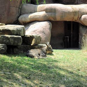 Red Rocks-Central Chinese Goral