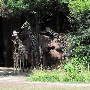 Red Rocks-Reticulated Giraffes