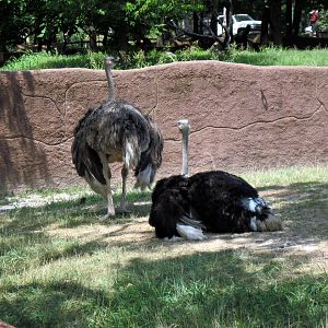 Red Rocks-Ostriches
