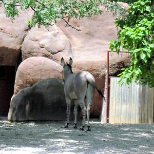 Red Rocks-Somali Wild Ass