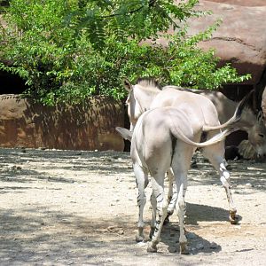 Red Rocks-Somali Wild Asses