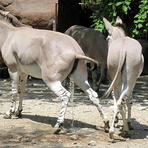 Red Rocks-Somali Wild Ass