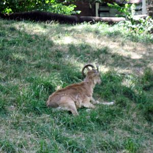 Red Rocks-Transcaspian Ural