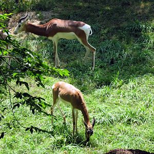 Red Rocks-Mhorr Gazelles