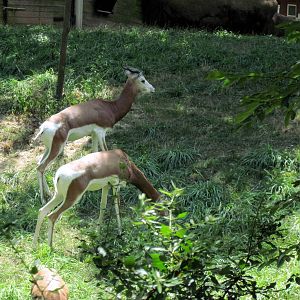 Red Rocks-Mhorr Gazelles