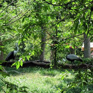 Red Rocks-Wattled Cranes