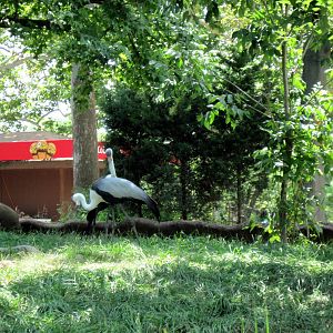 Red Rocks-Wattled Cranes