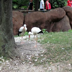 Red Rocks-European White Storks