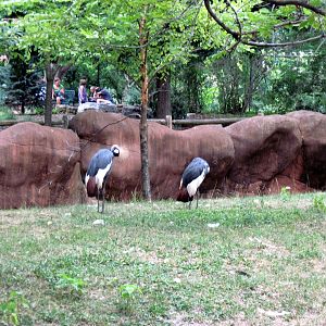 Red Rocks-African Crowned Cranes